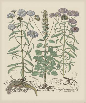 Besler 236 Colored B2